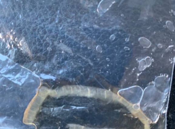 拼盘／浴室惊现“透明条虫”他急送验！　真相曝光好糗