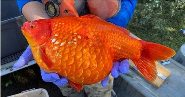 拼盘/湖中捞起巨无霸金鱼!61公分怪兽成杀手 官员崩溃:别再乱放生了