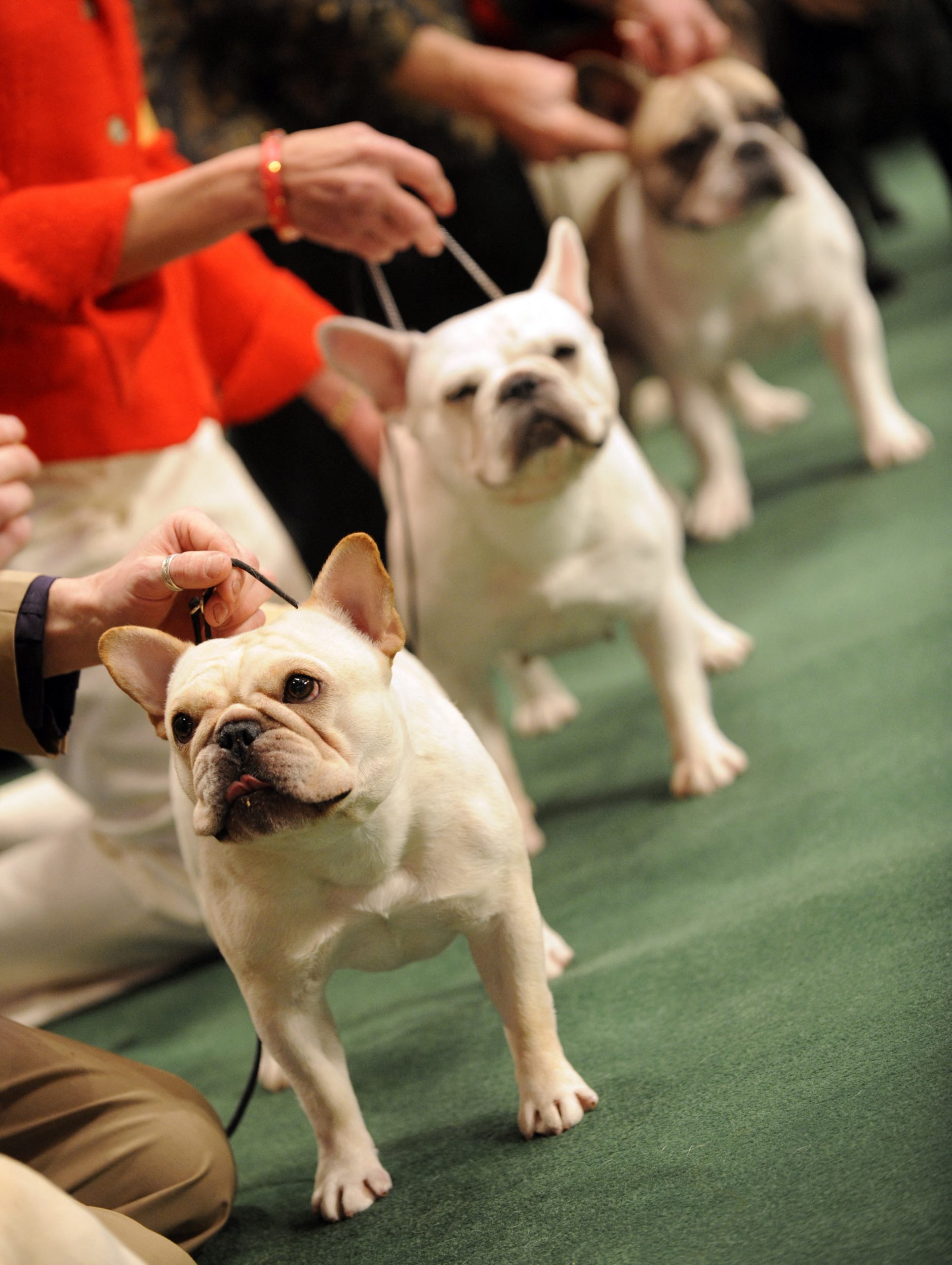 拼盘／终结拉布拉多31年霸主地位 最受欢迎犬种系......