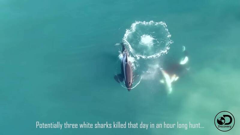 拼盘/虎鲸界“开膛手杰克”又犯案 20只鲨鱼惨遭剖肚取肝陈尸海岸