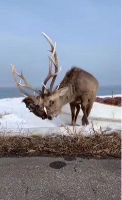 拼盘/野鹿角上卡一团“诡异物体”!他凑近一看吓疯:把对手拖行到死