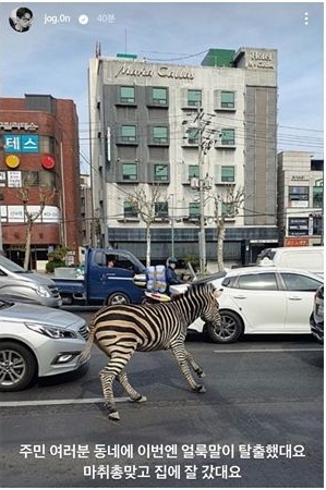 拼盘/韩2岁斑马也逃脱 车阵乱窜