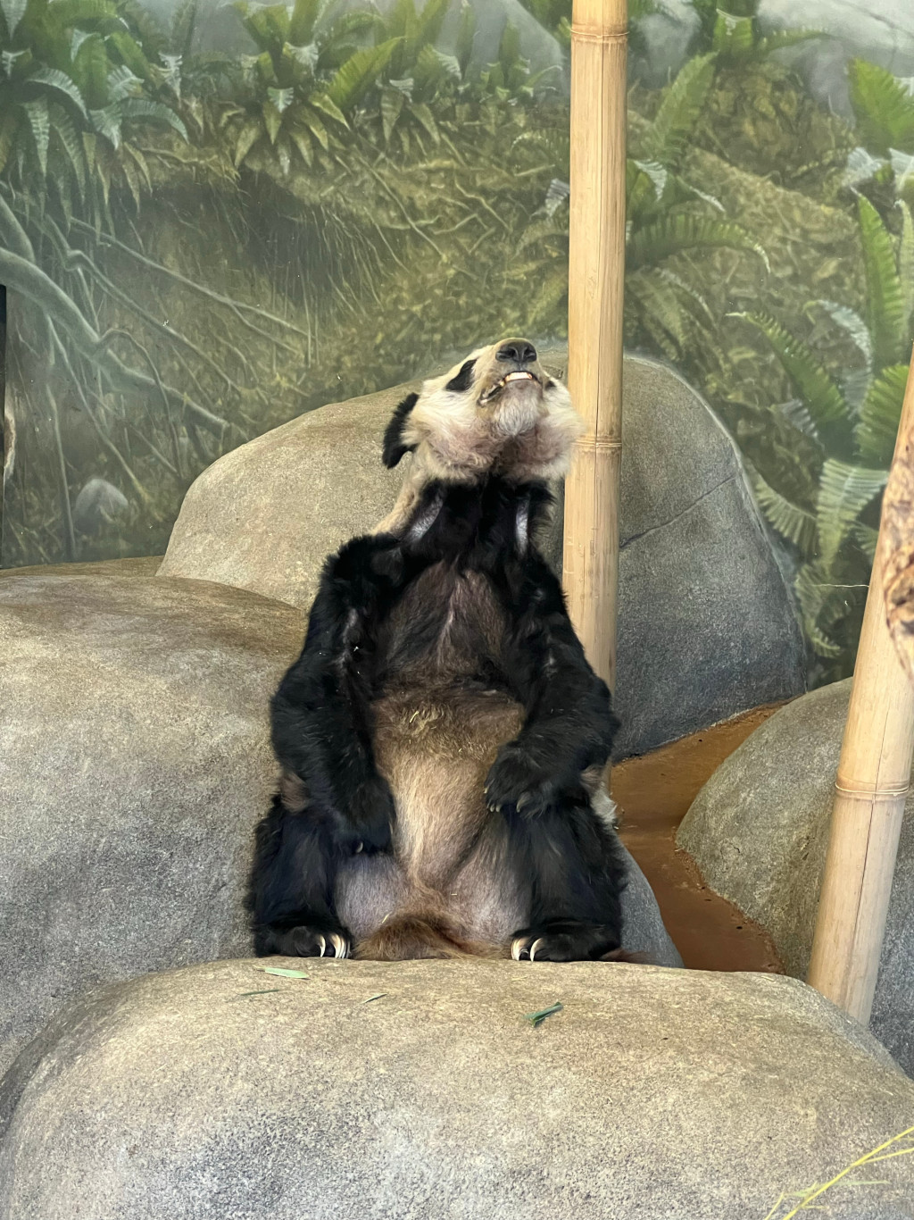 旅美大熊猫丫丫即将回国? 动物园:已安排直航机,待美国政府批核