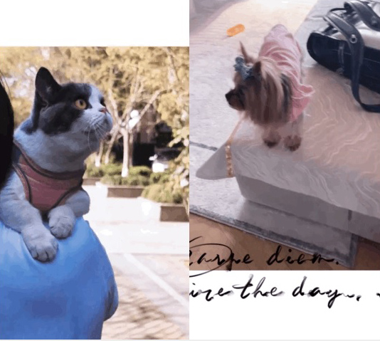 杨超越人品崩盘 被爆弃养宠物