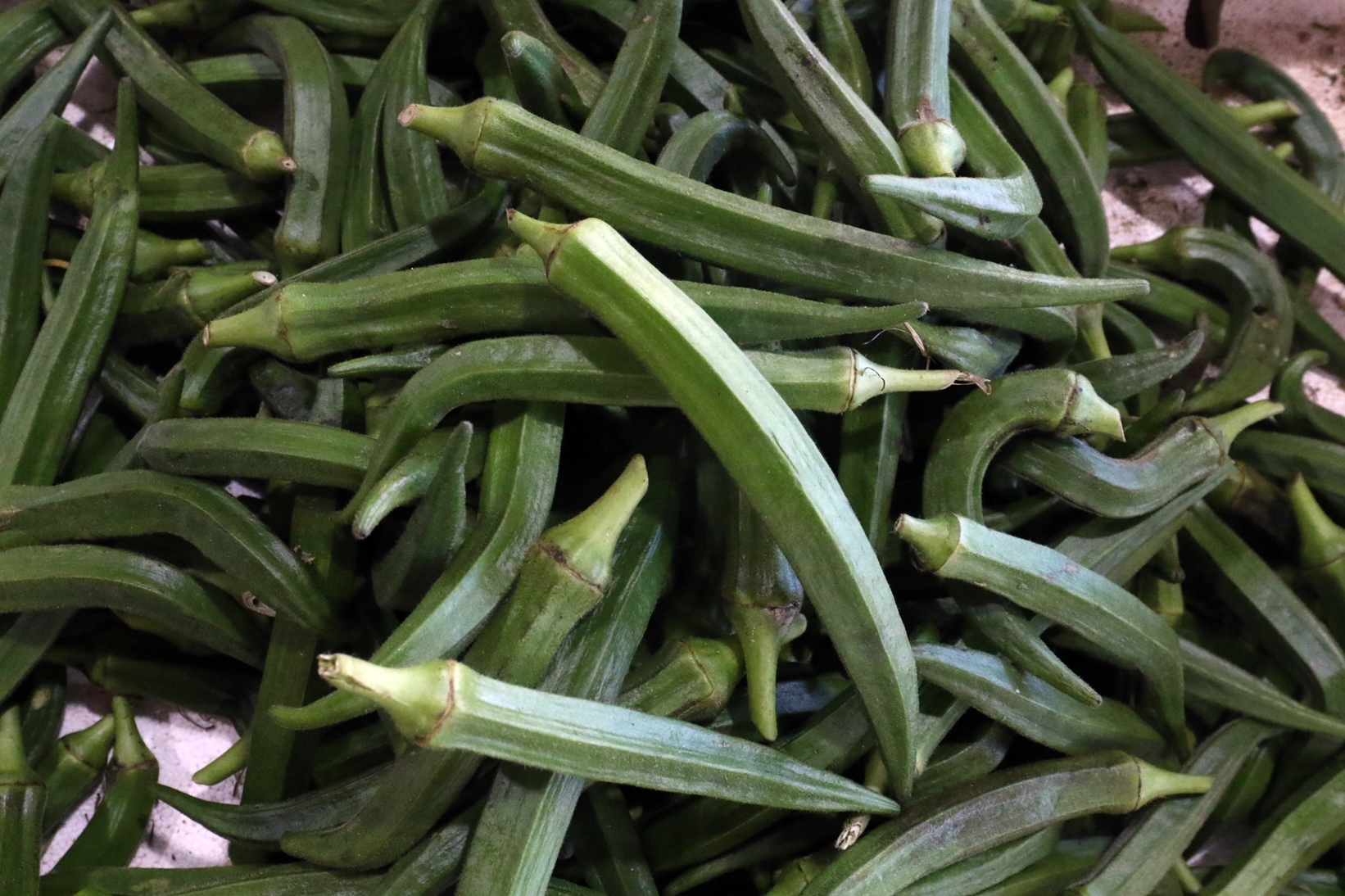 柔【特稿】菜园遇水劫影响收成 蔬菜涨价 货源充足