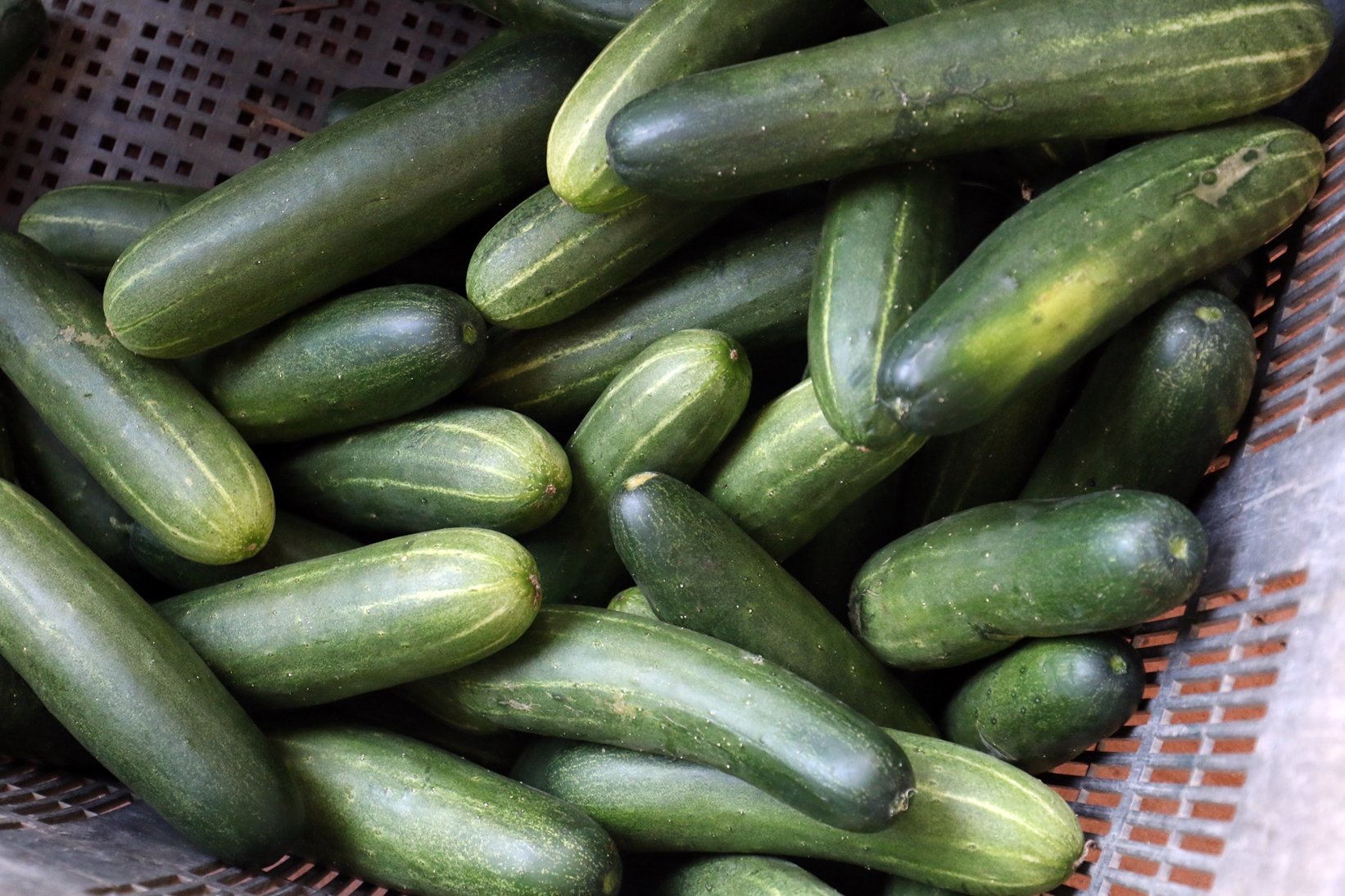 柔【特稿】菜园遇水劫影响收成 蔬菜涨价 货源充足
