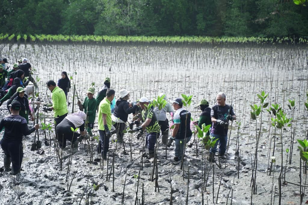 柔:文告:国油联合企业种植红树林保护生态