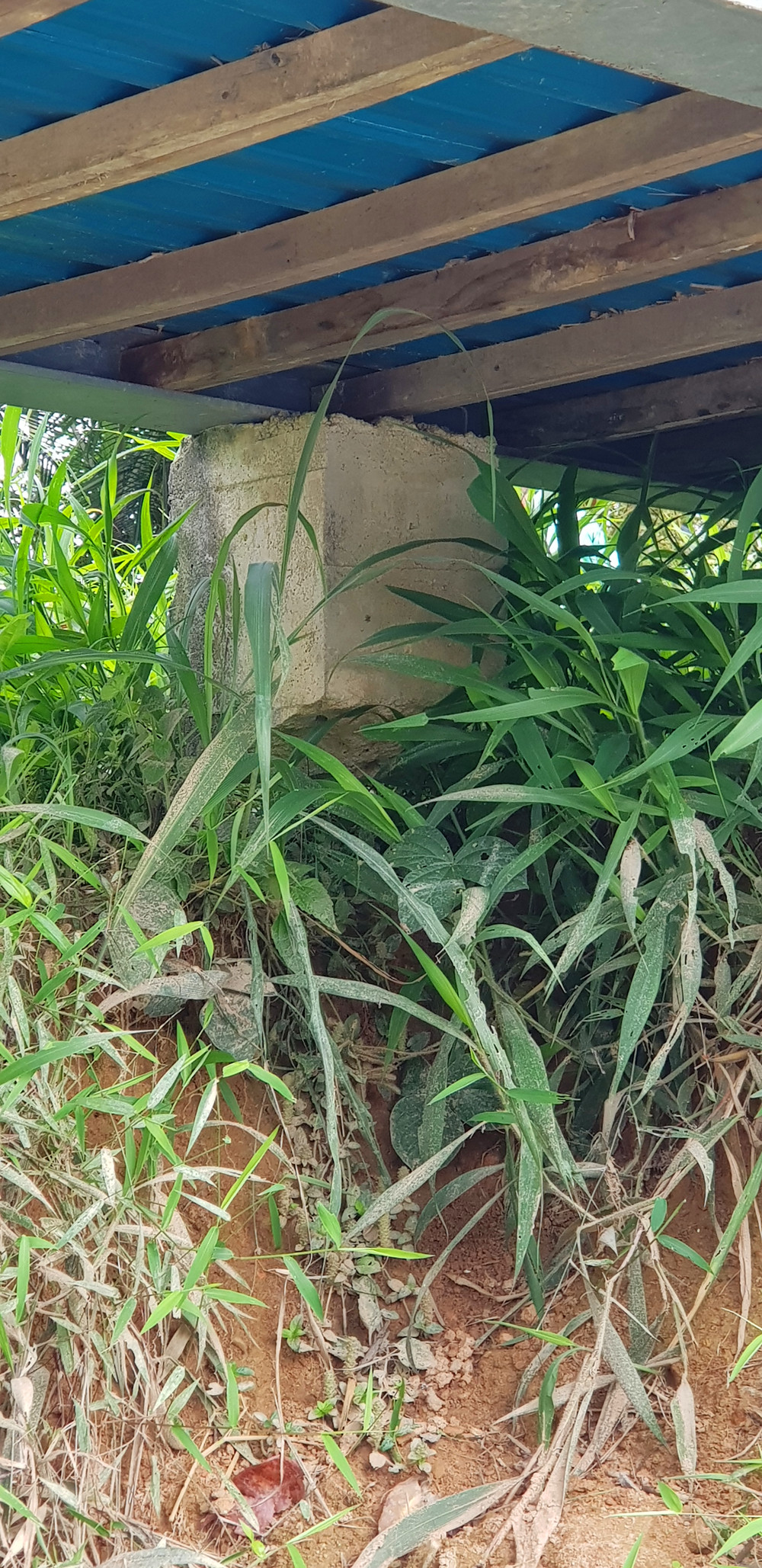 柔:版头之一:新闻:古来21哩缓冲池行人桥失修