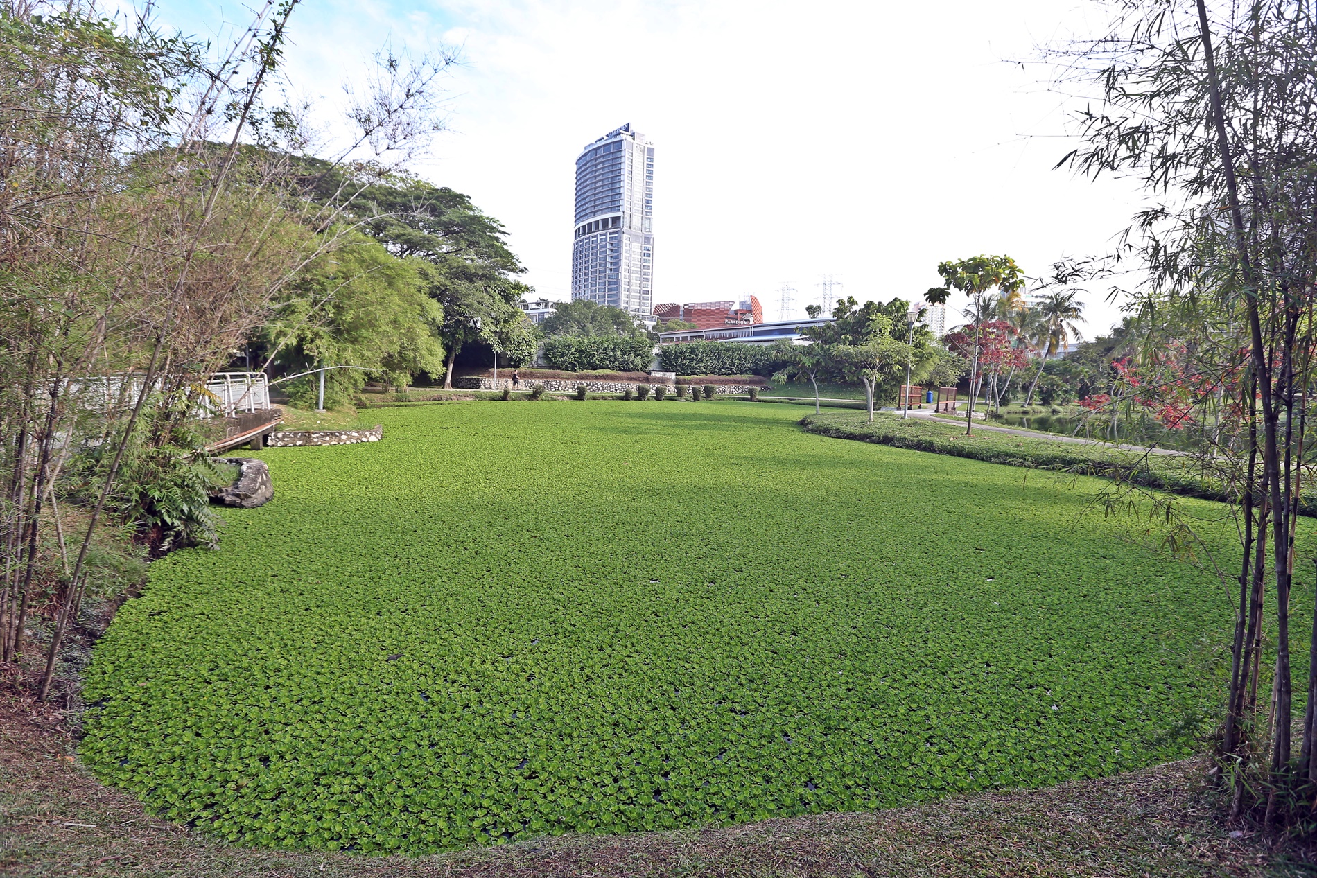 格拉那再也城市公园 逾半月清不完浮萍