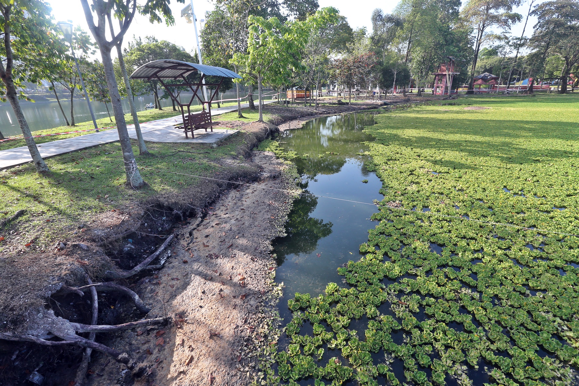 格拉那再也城市公园 逾半月清不完浮萍