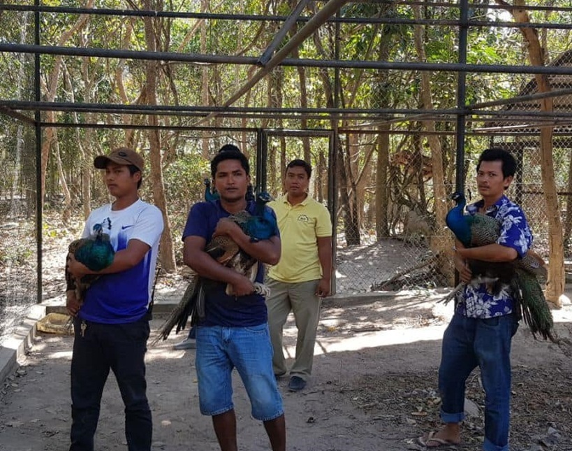 民众养孔雀被充公惊动洪森 指示修法让民养濒危动物