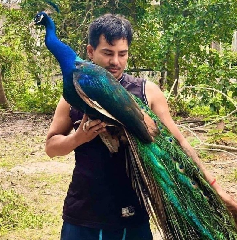 民众养孔雀被充公惊动洪森 指示修法让民养濒危动物