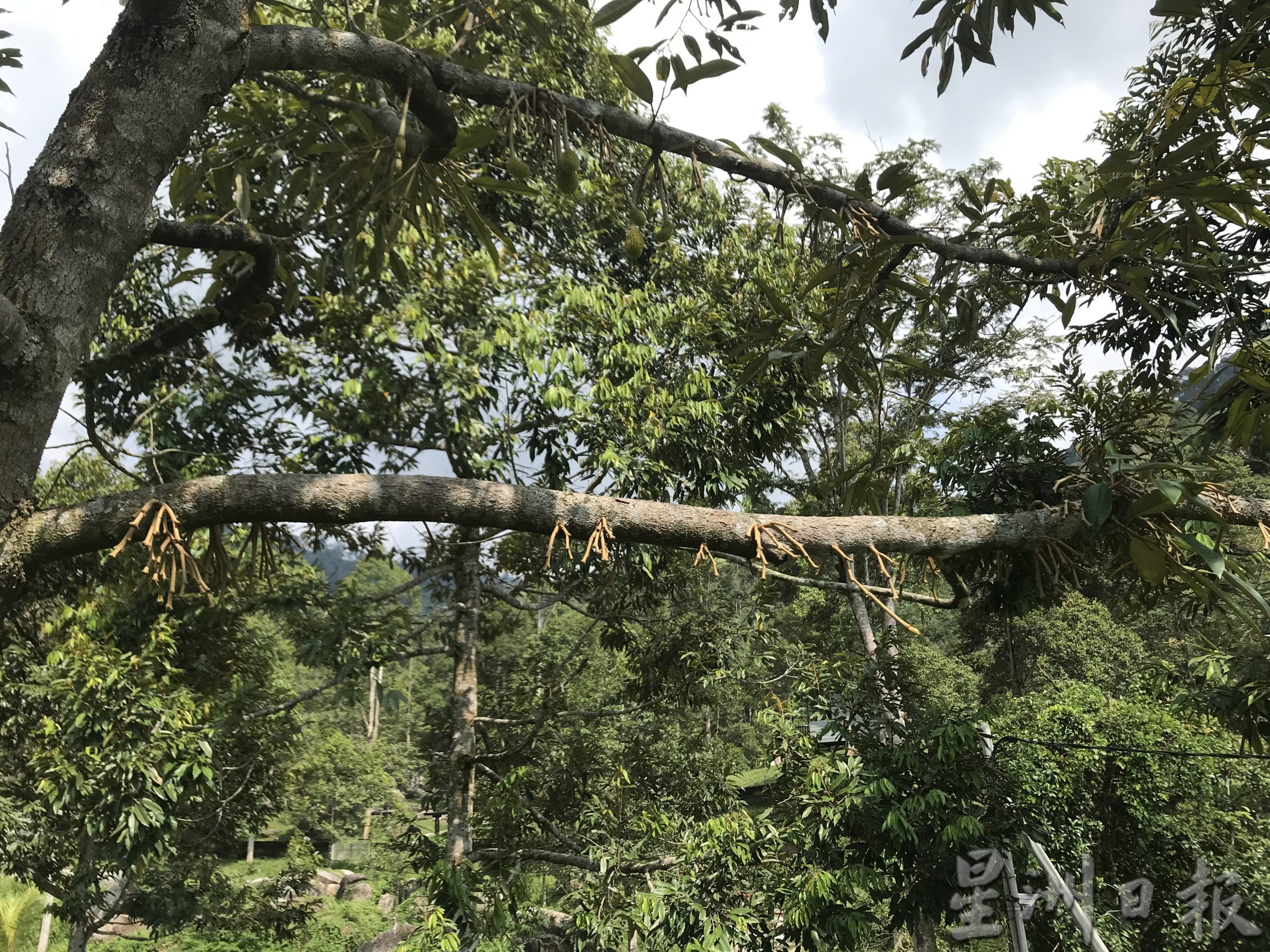 江沙榴梿座果率与宜力高乌比较 犹如冰火两重天