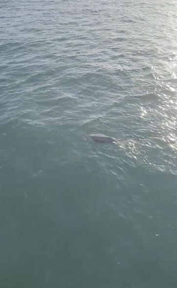 渔夫捕获奇怪生物“全身闪银光” 真实身分:极度濒危