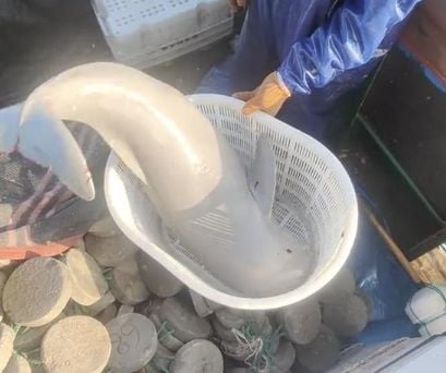 渔夫捕获奇怪生物“全身闪银光” 真实身分:极度濒危