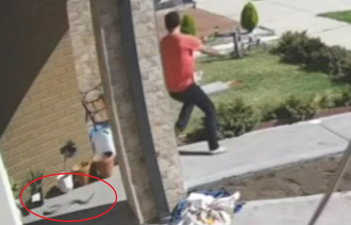 滑手机踩到毒蛇 男子瞬间弹飞逃