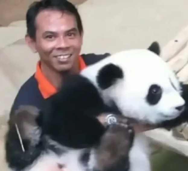 熊猫“谊谊”和“升谊”即将回国 动物园“奶爸”宠上天 中国网民高呼“别回来!”