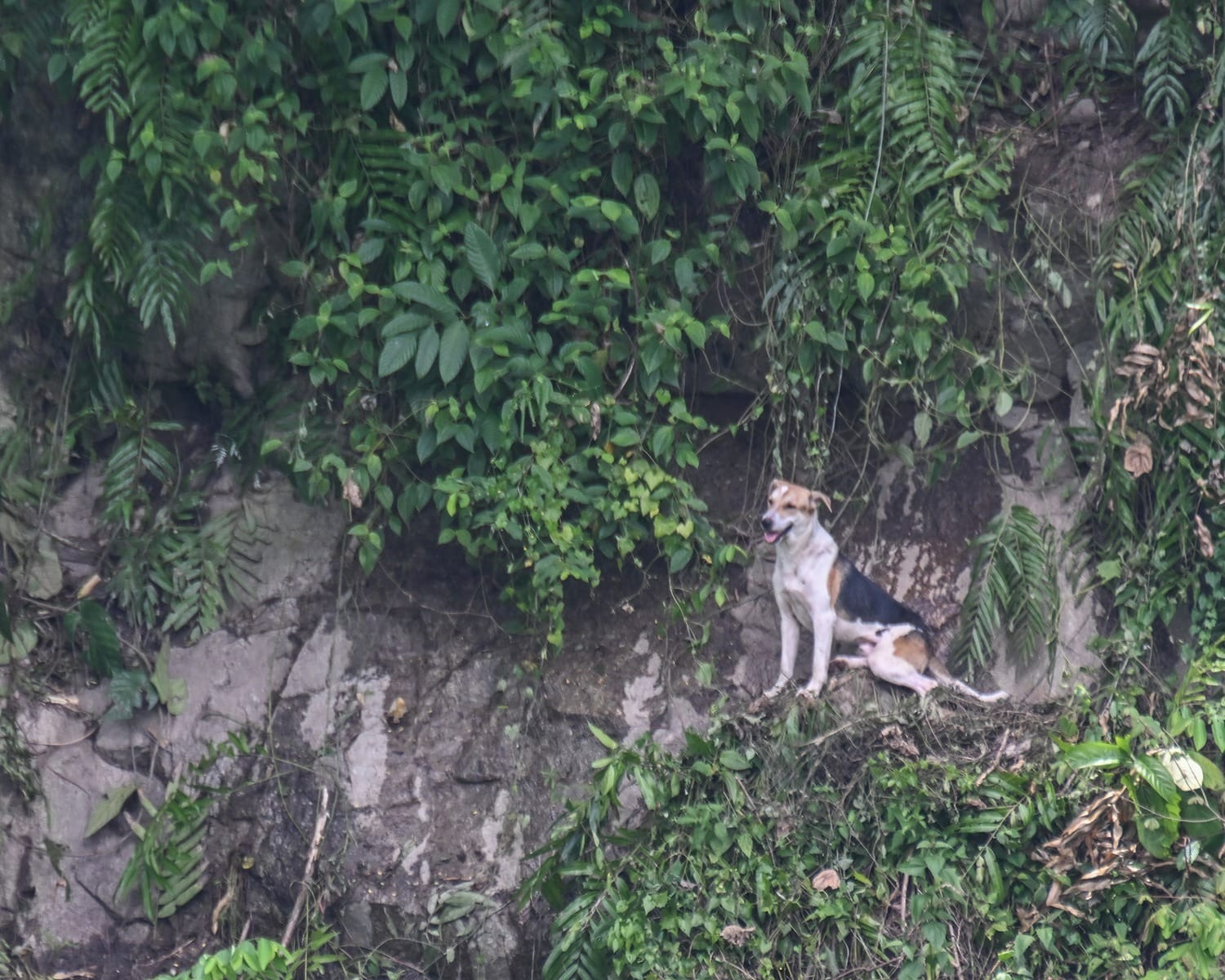 独家|浪浪受困峭壁上 爬山者8小时英勇救下!