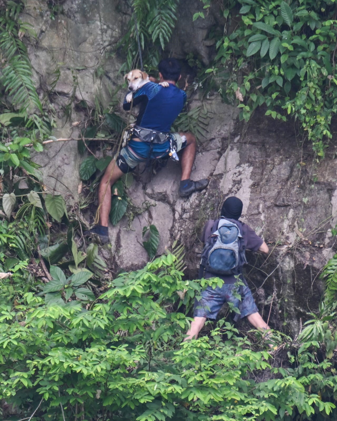 独家|浪浪受困峭壁上 爬山者8小时英勇救下!