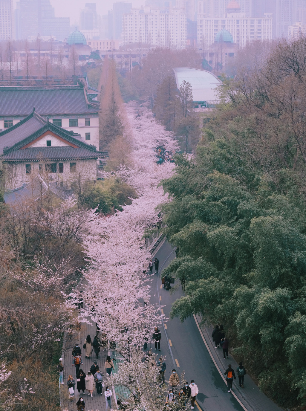 穿和服南京樱花树下拍照惹议 “不尊重历史”还是“穿衣自由?”