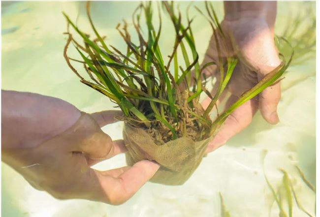 绿量无穷 中国「海底种草」建设绿洲? 修复海草床拯救「海洋之肺」