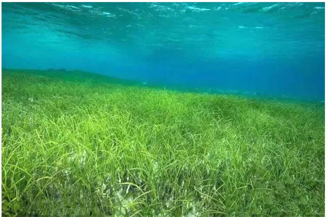 绿量无穷 中国「海底种草」建设绿洲? 修复海草床拯救「海洋之肺」