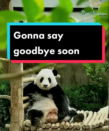 谊谊和升谊料5月送回中国