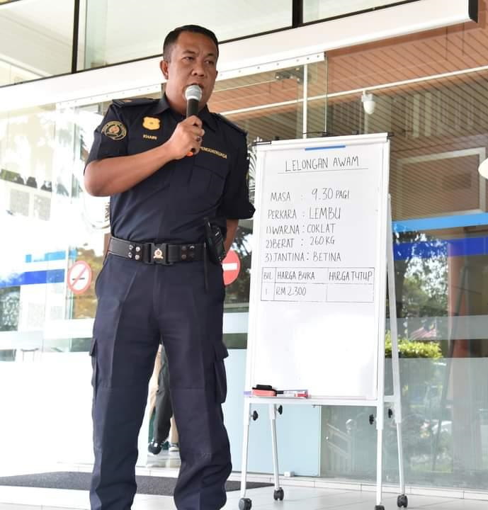 霹/曼绒市议会公开召标充公牛