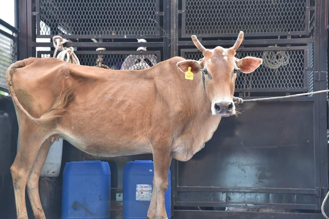 霹/曼绒市议会公开召标充公牛