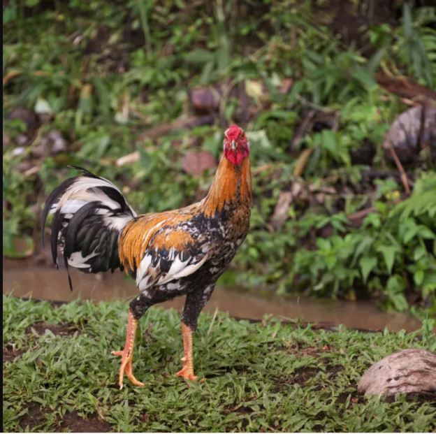 鸡啼有够吵！峇厘岛游客不满噪音「对鸡提告」