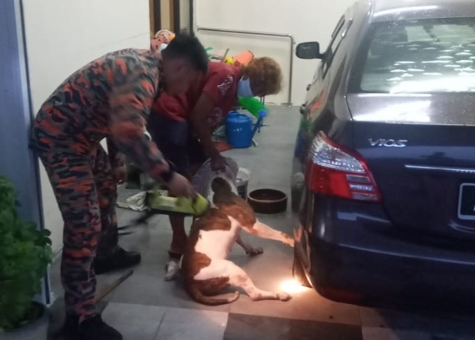 黄狗一脚被夹在车轮网 消拯员协助脱困