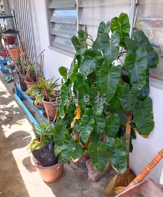 (古城封底主文)【带你去找爱】:组屋绿植的爱