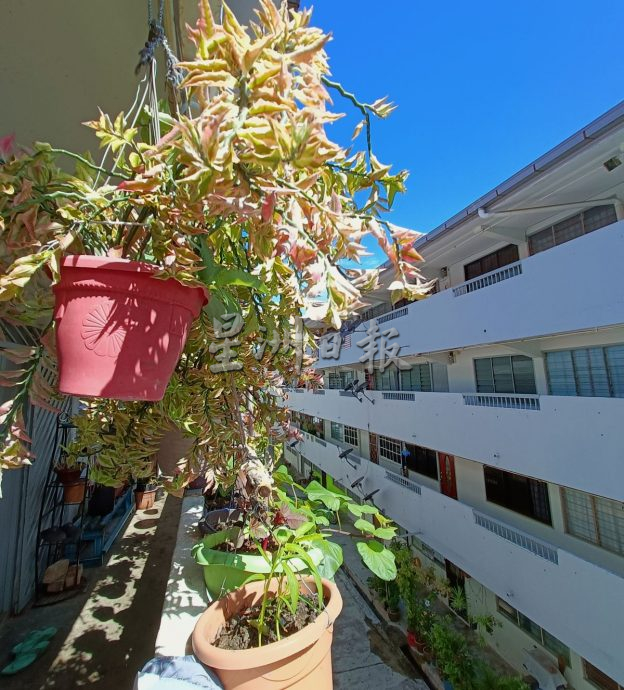 （古城封底主文）【带你去找爱】：组屋绿植的爱