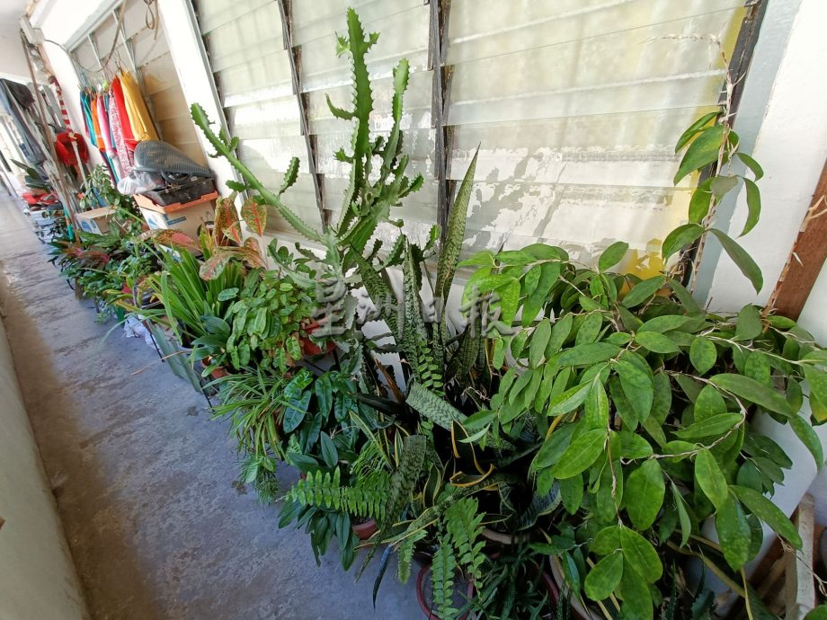 (古城封底主文)【带你去找爱】:组屋绿植的爱