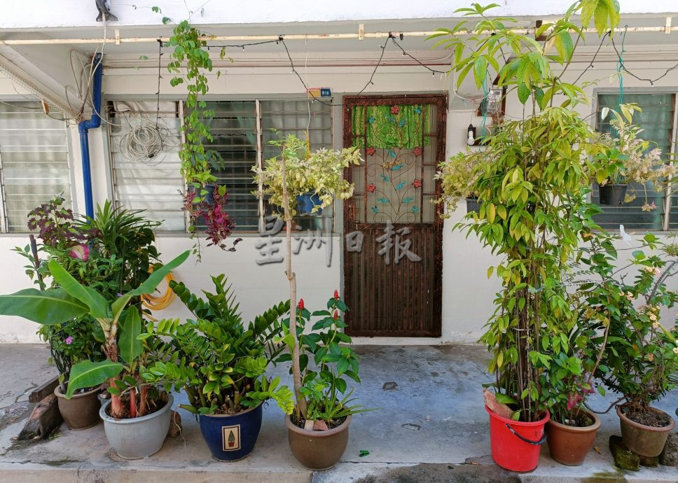 (古城封底主文)【带你去找爱】:组屋绿植的爱