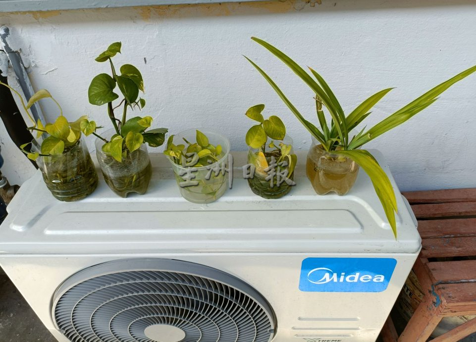 (古城封底主文)【带你去找爱】:组屋绿植的爱