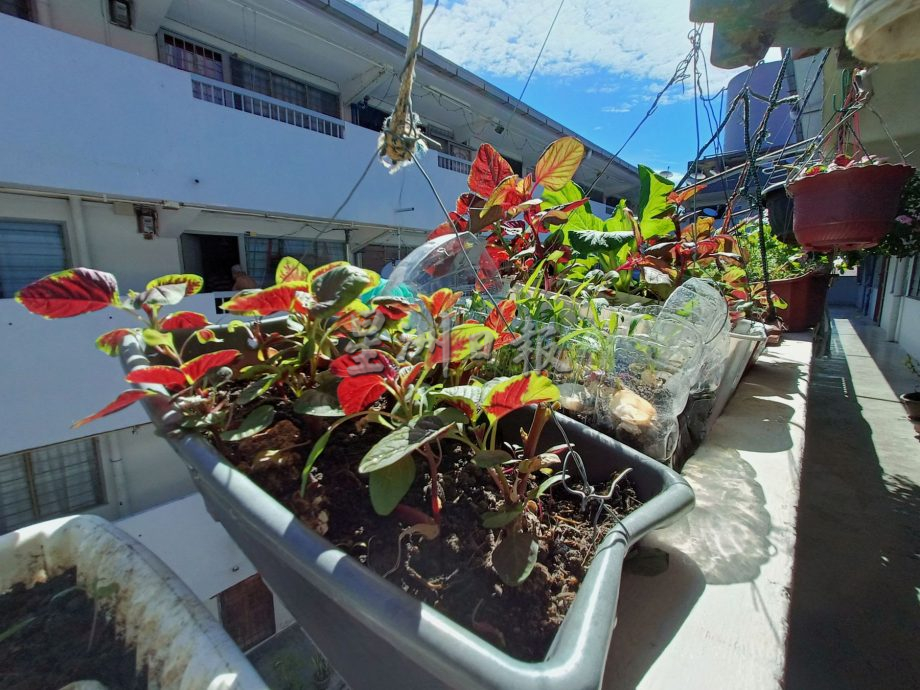 (古城封底主文)【带你去找爱】:组屋绿植的爱