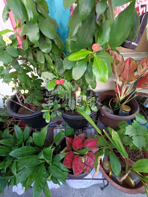(古城封底主文)【带你去找爱】:组屋绿植的爱
