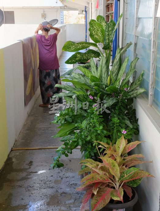 （古城封底主文）【带你去找爱】：组屋绿植的爱