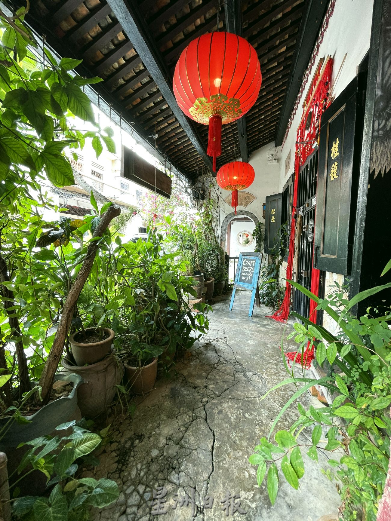 (古城封底主文)【带你去找爱】:荷兰街绿植的爱