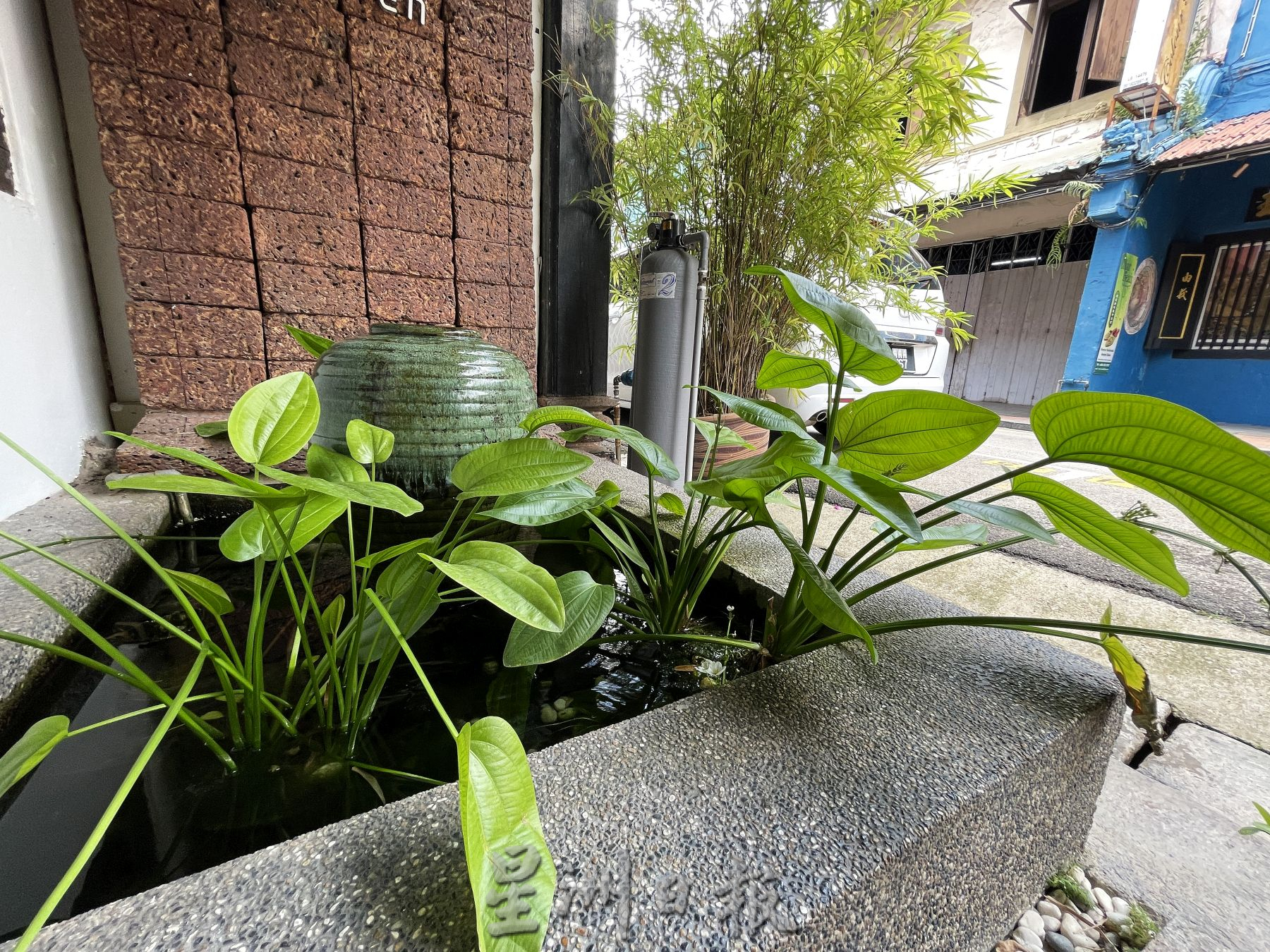 （古城封底主文）【带你去找爱】：荷兰街绿植的爱