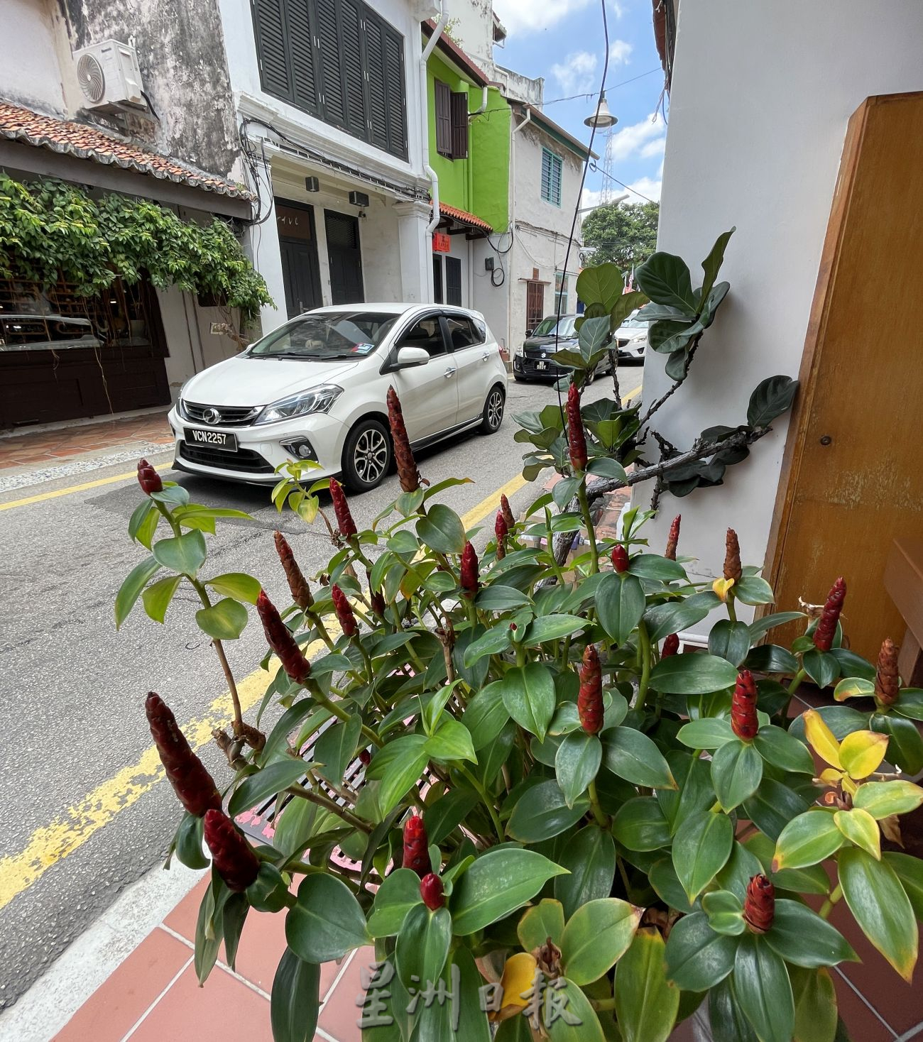 （古城封底主文）【带你去找爱】：荷兰街绿植的爱