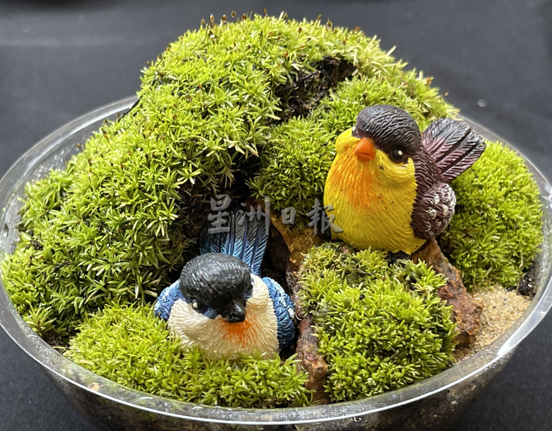 养一盆“掌上花园”·让绿意疗愈心田