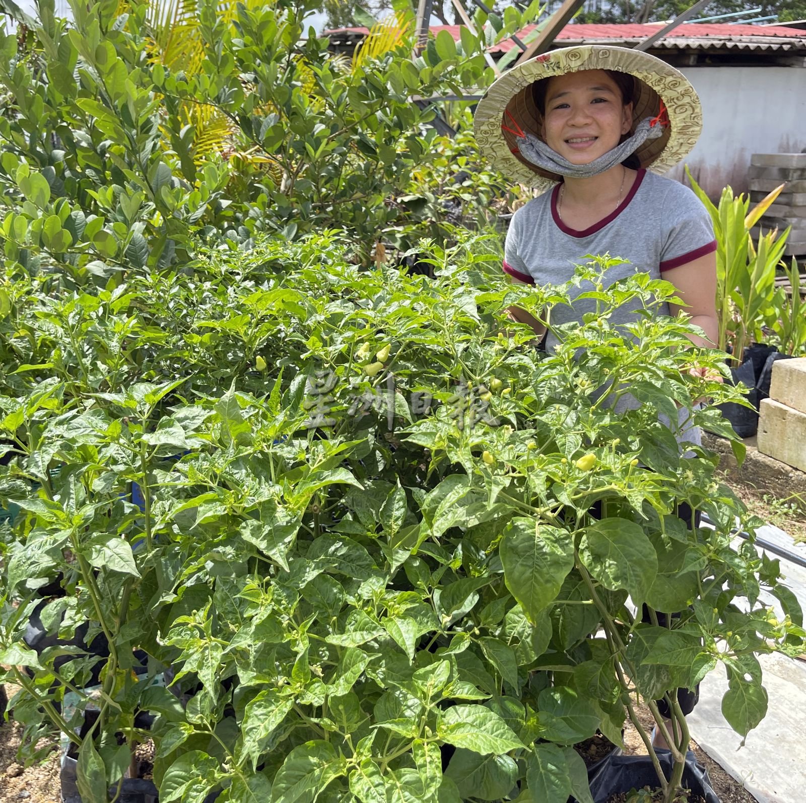 （古城封面主文）万物涨价，自己种辣椒、酸柑和柠檬