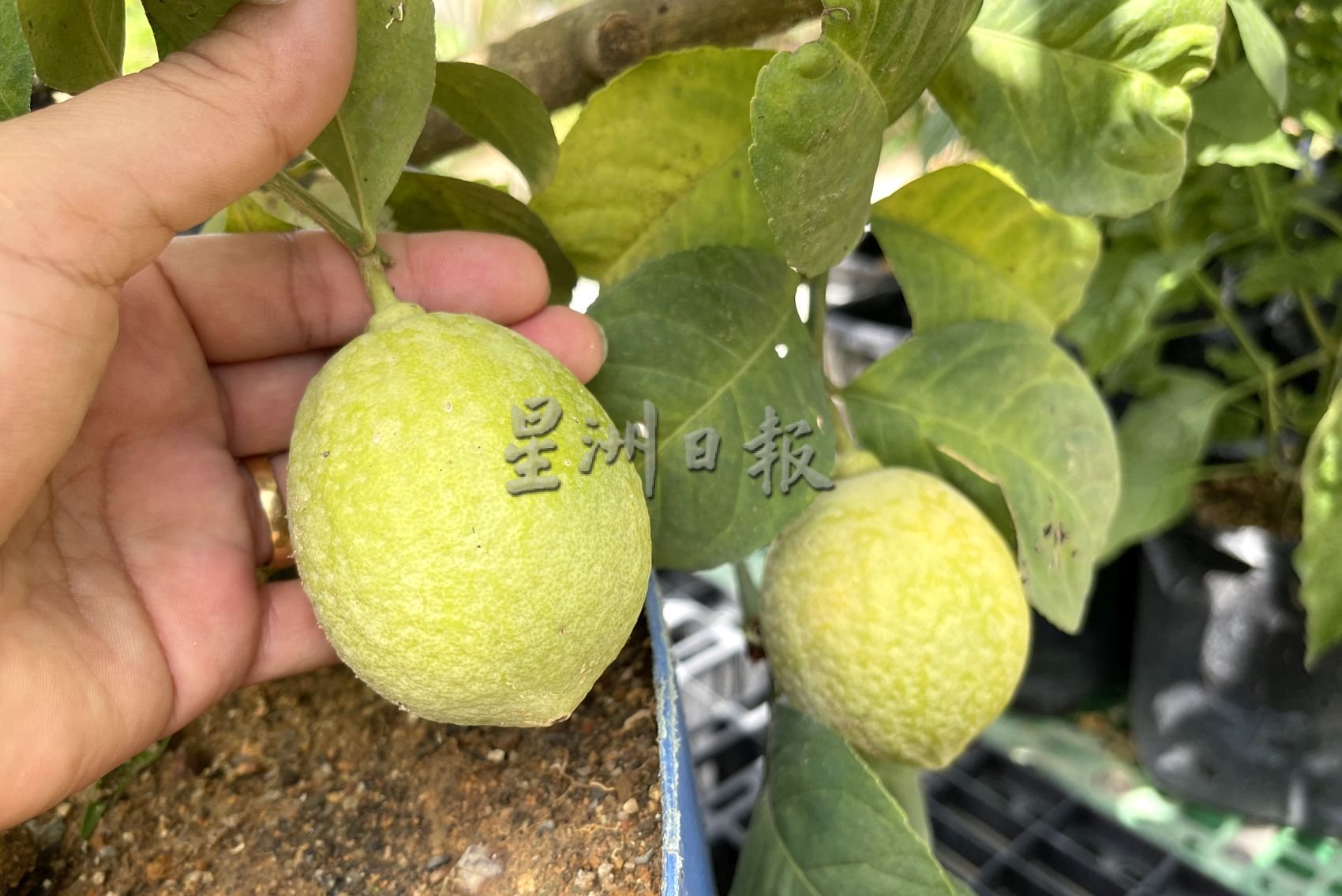 (古城封面主文)万物涨价,自己种辣椒、酸柑和柠檬