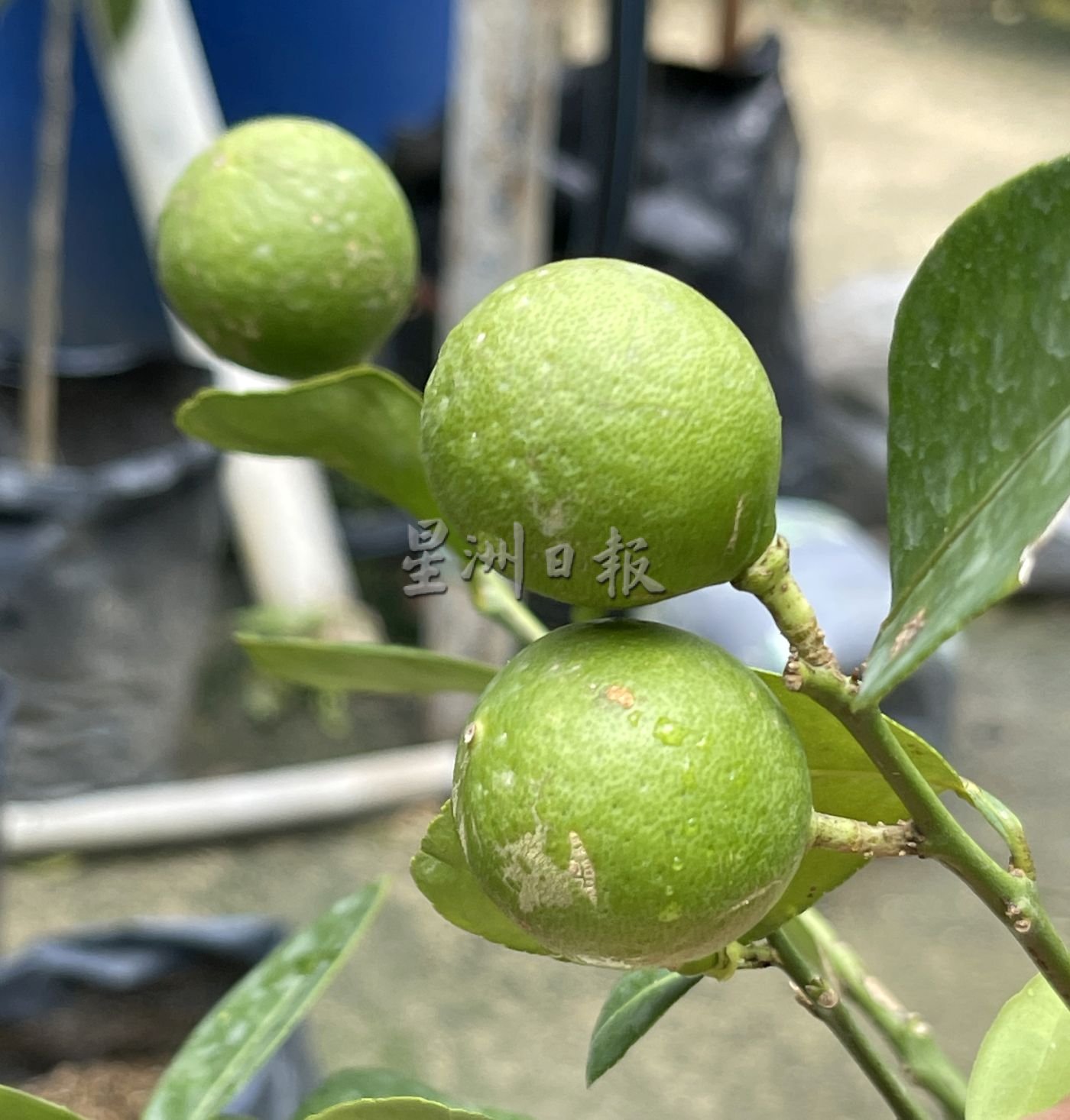 （古城封面主文）万物涨价，自己种辣椒、酸柑和柠檬