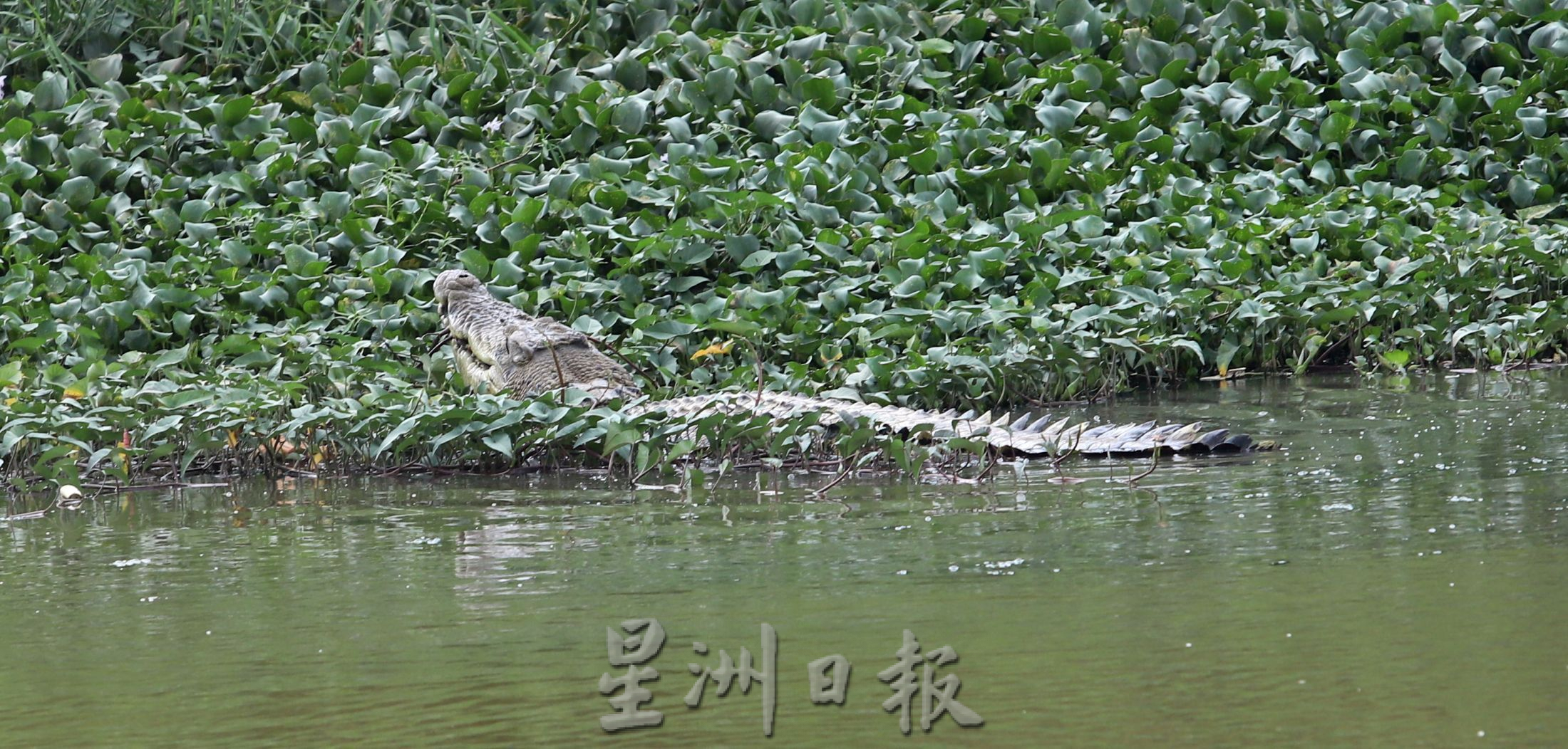 （古城封面主文）吉里望又现鳄踪·至少5尺长！