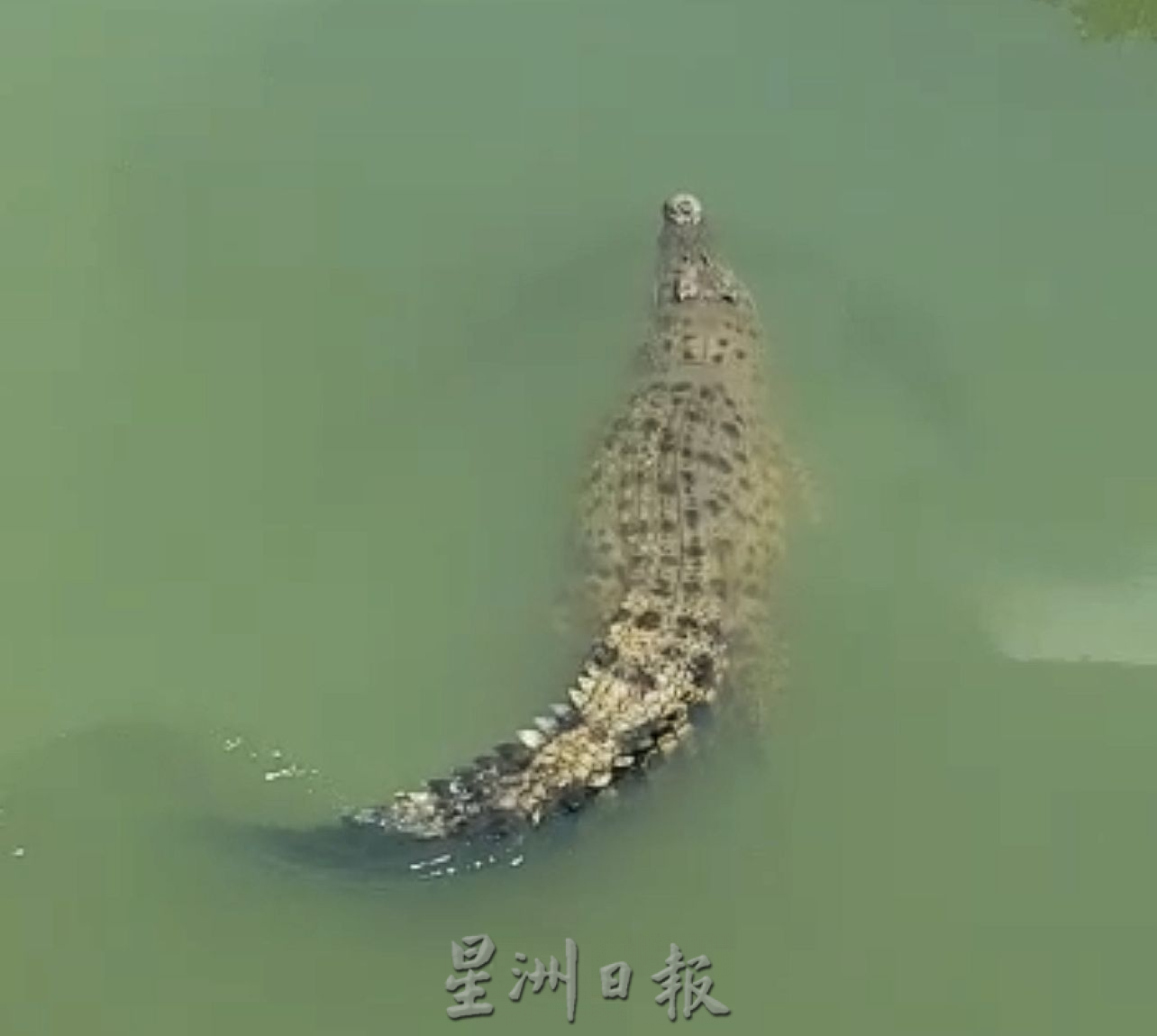 （古城封面主文）吉里望又现鳄踪·至少5尺长！