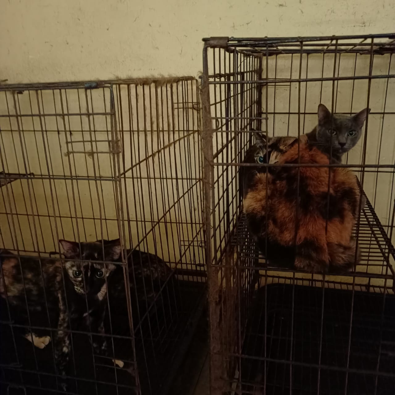 （古城封面主文）甲州爱猫狗组织及个人呈备忘录盼政府成立“流浪猫狗庇护所” 俾猫狗有更好的生活环境