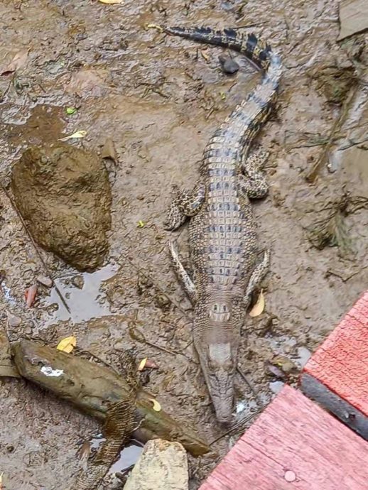 (古城封面主文)甲河畔鳄鱼出没 民众受促警惕